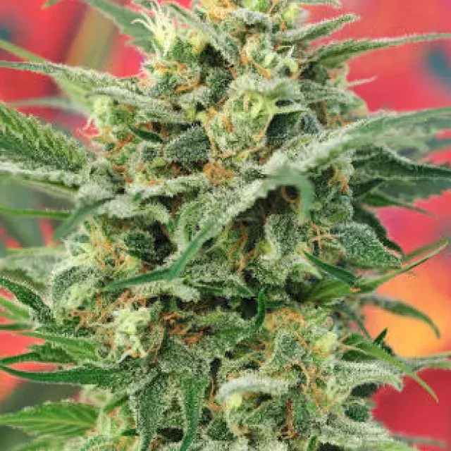8 Miles High Regular Cannabis Seeds