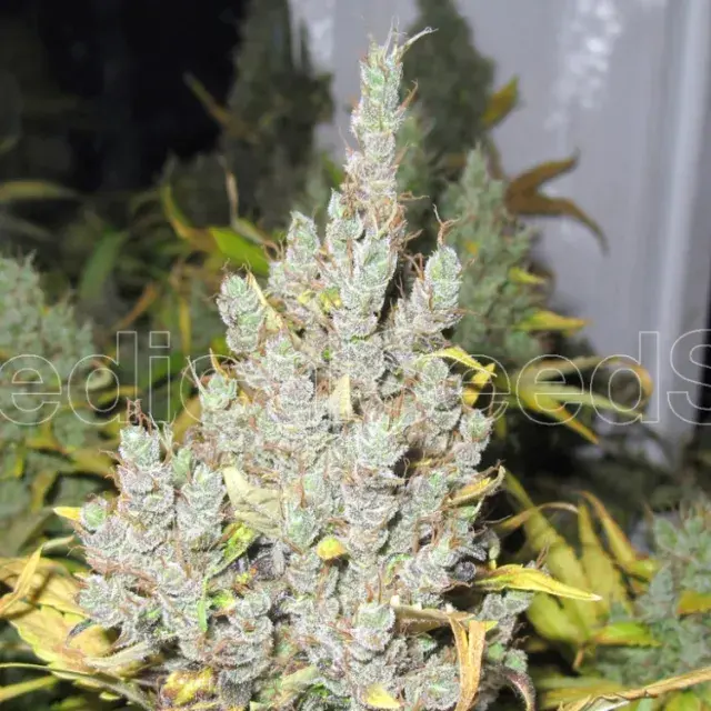 2046 Feminised Cannabis Seeds
