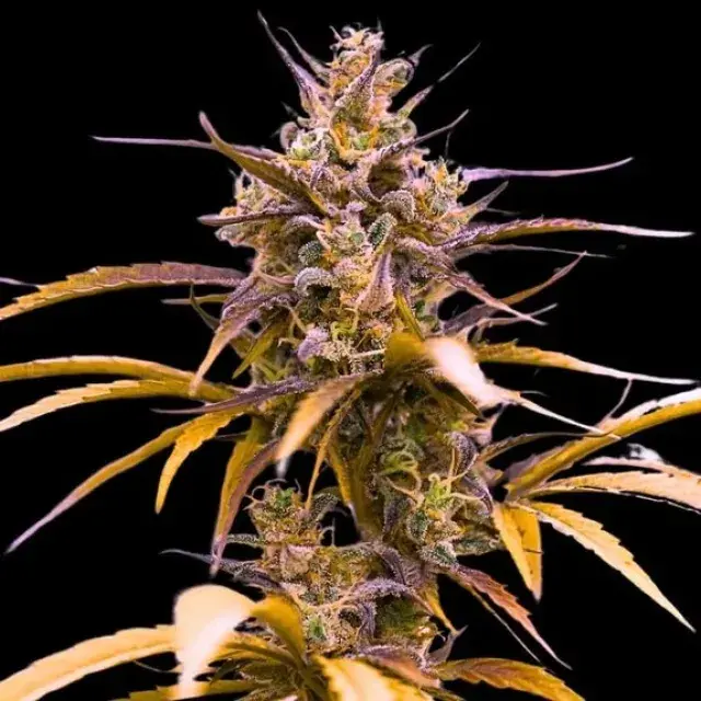 Empire Zoap Auto Cannabis Seeds – Empire Seeds Bank.