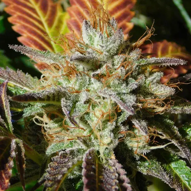 Wedding Cookies Feminised Cannabis Seeds | Original Sensible Seeds