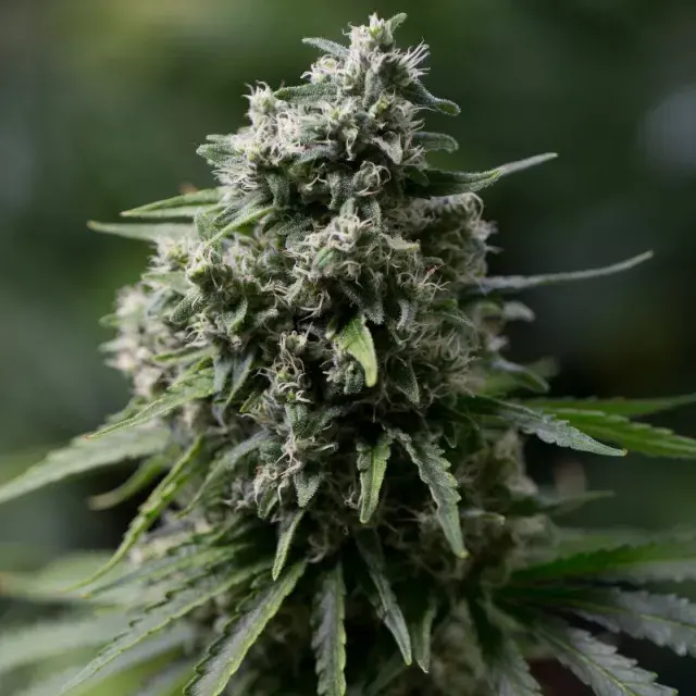 Critical + 2.0 Auto Cannabis Seeds - Silent Seeds.