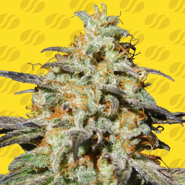 Biscotti Auto Feminised Cannabis Seeds | Original Sensible Seeds