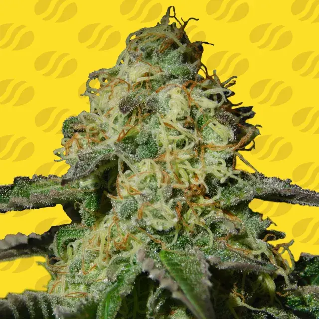 Jealousy Auto Feminised Cannabis Seeds | Original Sensible Seeds