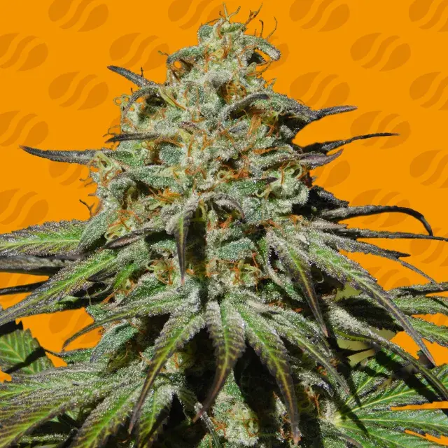 Jealousy Feminised Cannabis Seeds | Original Sensible Seeds