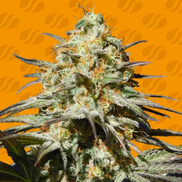 Black Orchid Feminised Cannabis Seeds | Original Sensible Seeds