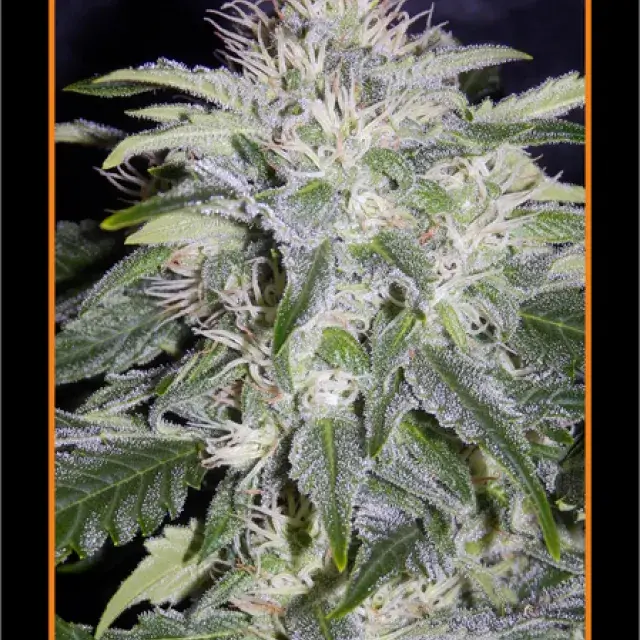 24 Carat Auto Feminised Cannabis Seeds | Mephisto Genetics