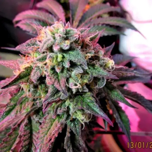 Cherry Pie Feminised Cannabis Seeds | Female Seeds