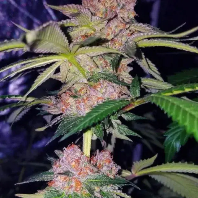 Mimosa Champagne Feminised Cannabis Seeds | Female Seeds 