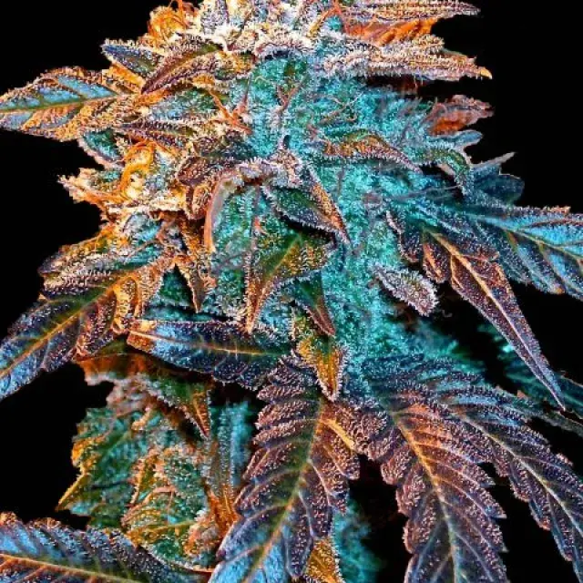 Auto Gelato Feminised Cannabis Seeds | Female Seeds 