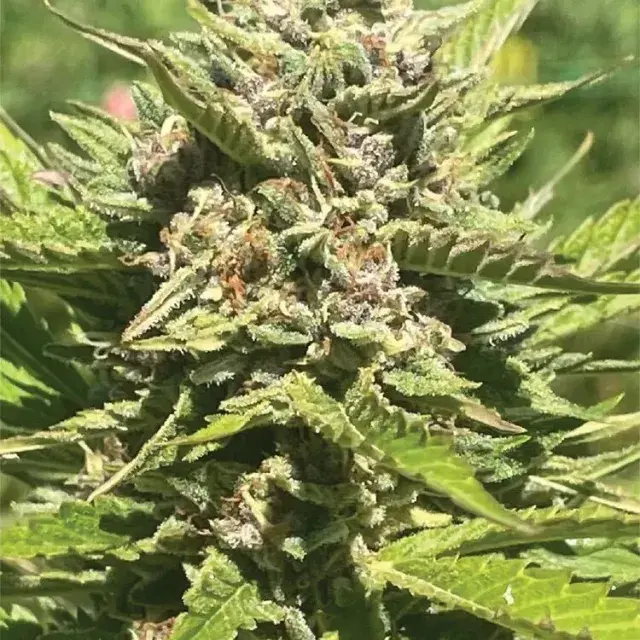Banana Melt Feminised Cannabis Seeds | Humboldt Seeds Organisation