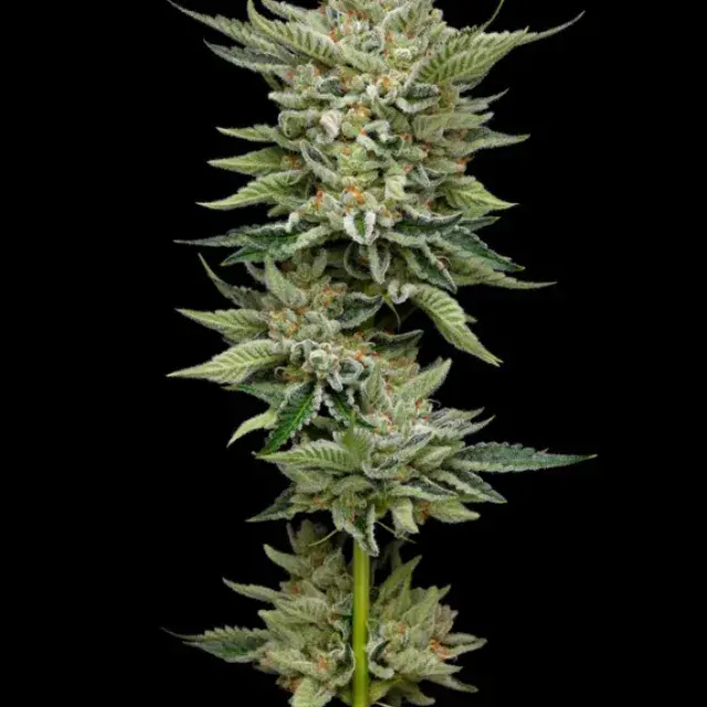 Marathon OG Feminised Cannabis Seeds - Mavericks Seeds.
