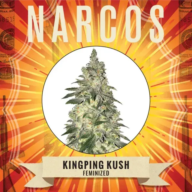  Kingpin Kush Feminised Cannabis Seeds - NARCOS Seeds