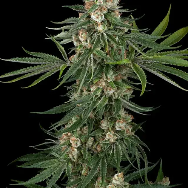 Fallout OG Feminised Cannabis Seeds | White Label Seed Company.