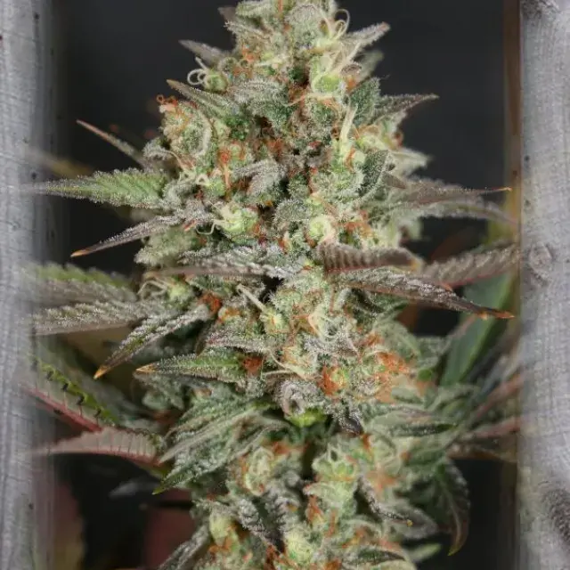 Kush Mass Feminised Cannabis Seeds | Garden of Green