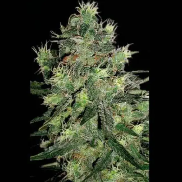 Midnite Blue Feminised Cannabis Seeds | Sagarmatha Seeds