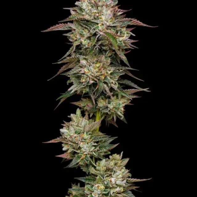 Kiwi x Cookie Dog Auto Feminised Cannabis Seeds - Mavericks Seeds.