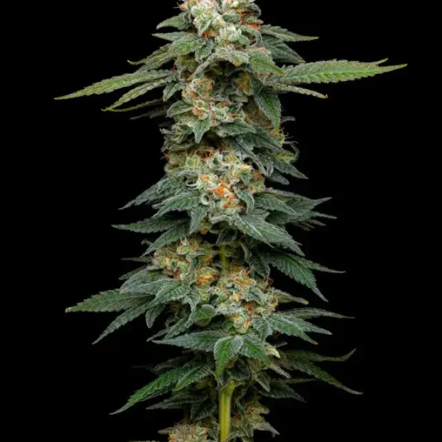 Black Magic Auto Feminised Cannabis Seeds - Mavericks Seeds.