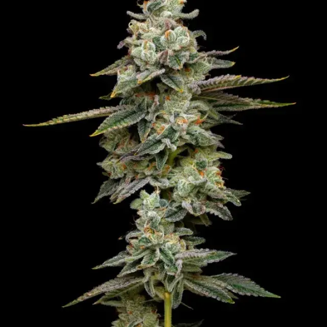 Citronella Sunrize Auto Feminised Cannabis Seeds - Mavericks Seeds.