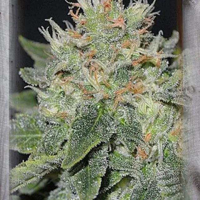 Super Skunk Kush Feminised Cannabis Seeds | Garden of Green