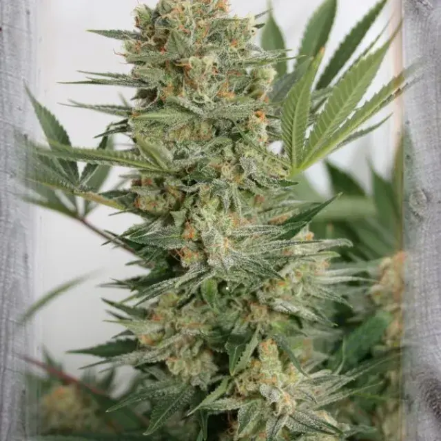 Sweet Russian Feminised Cannabis Seeds | Garden of Green