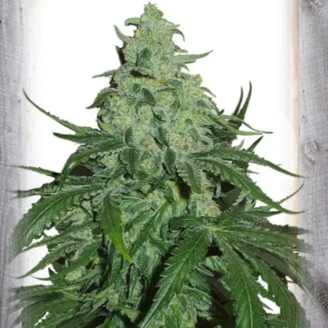 Super Skunk Auto Feminised Cannabis Seeds | Garden of Green