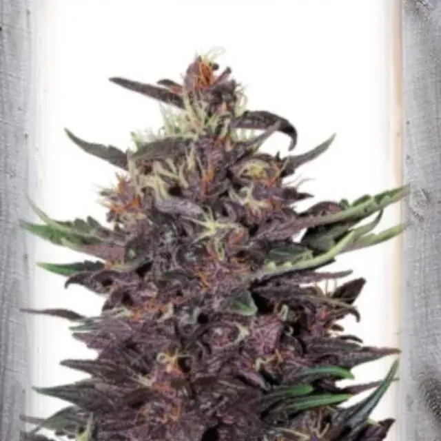 Violet Kush Auto Feminised Cannabis Seeds | Garden of Green