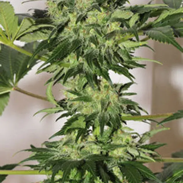 Beyond the Brain Regular Cannabis Seeds