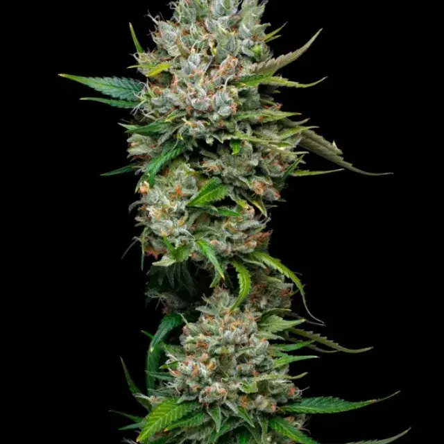 Permanent Marker Feminised Cannabis Seeds - Mavericks Seeds.