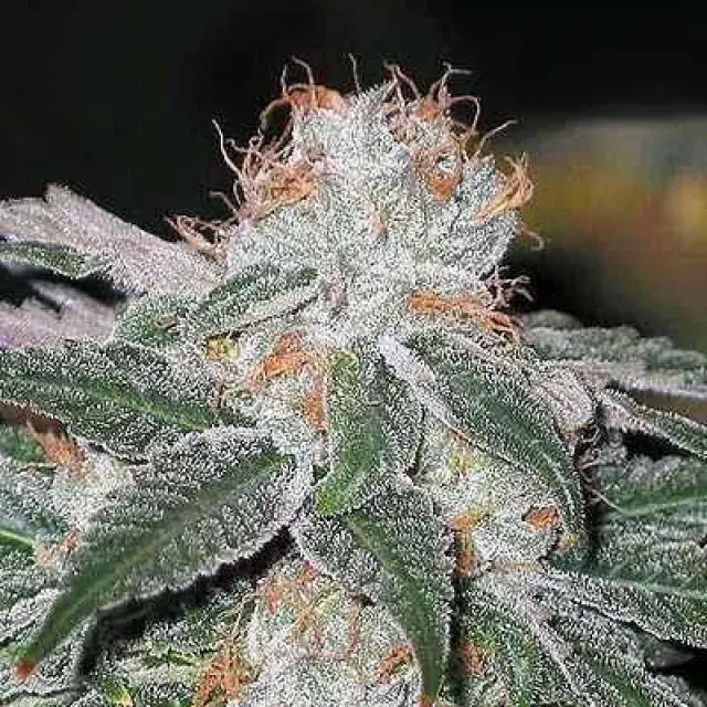 Dubble Bubble Feminised Cannabis Seeds | Garden of Green