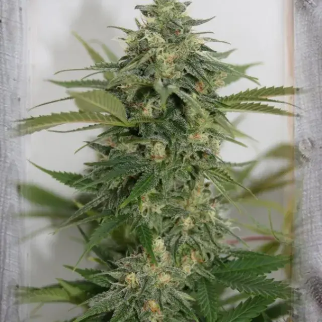 Amnesia Lemon Pie Feminised Cannabis Seeds | Garden of Green