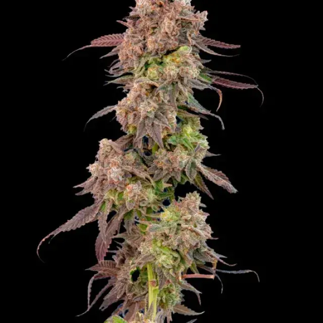 Gas Face Auto Feminised Cannabis Seeds - Mavericks Seeds.