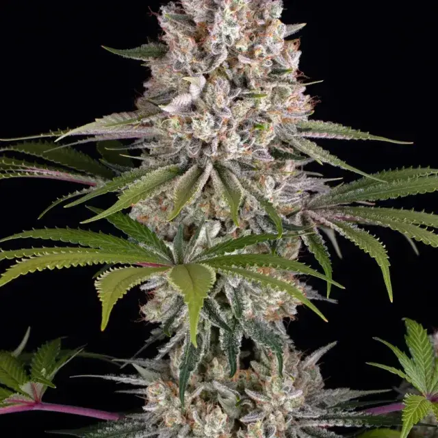 Amnesia Haze Feminised Cannabis Seeds | Barneys Farm.