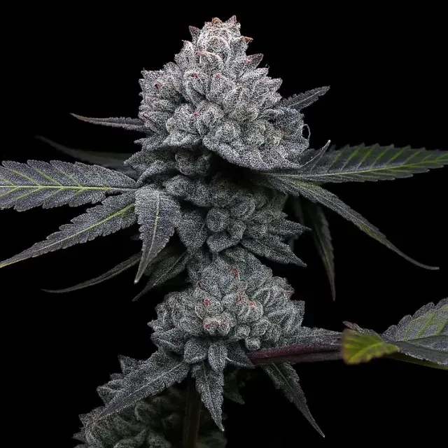 Apple Wreck Feminised Cannabis Seeds | Top Shelf Elite.