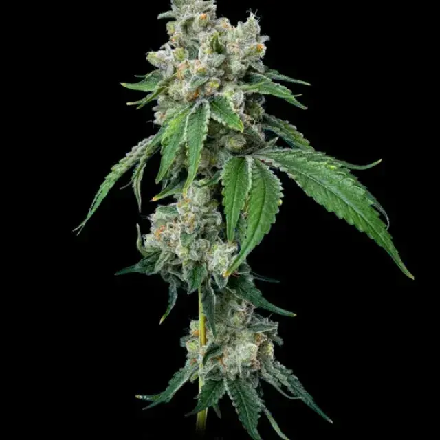 Grandiflora Guava Feminised Cannabis Seeds - Mavericks Seeds.