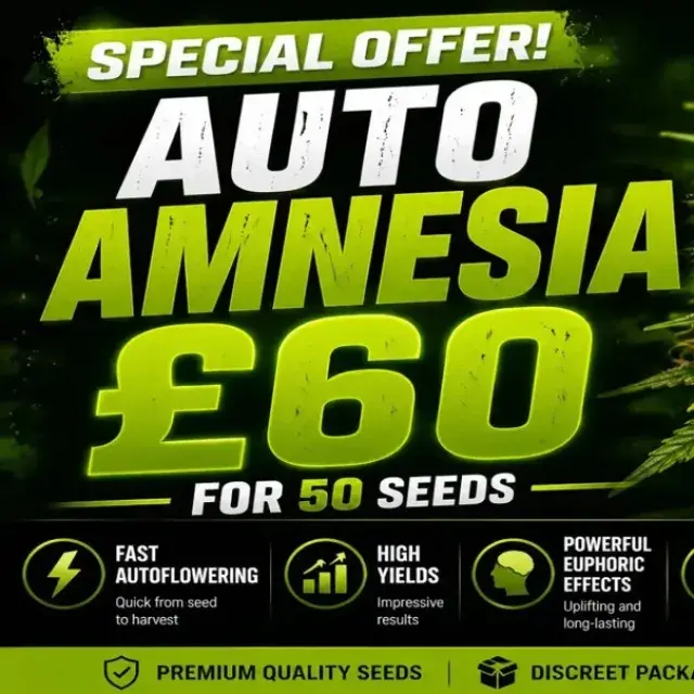 Auto Amnesia 50 Seed Pack | Discount Cannabis Seeds.