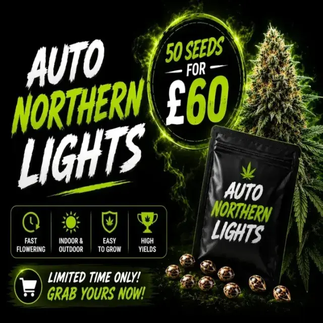 Auto Northern Lights 50 Seed Pack | Discount Cannabis Seeds.