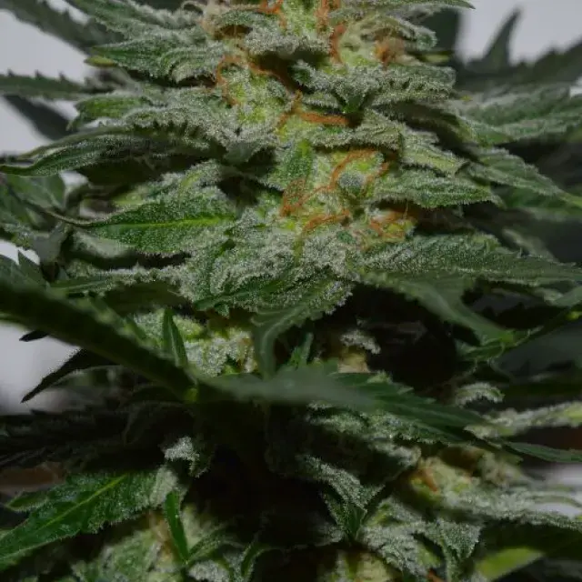 Sweetberry Cough Auto Feminised Cannabis Seeds | Garden of Green