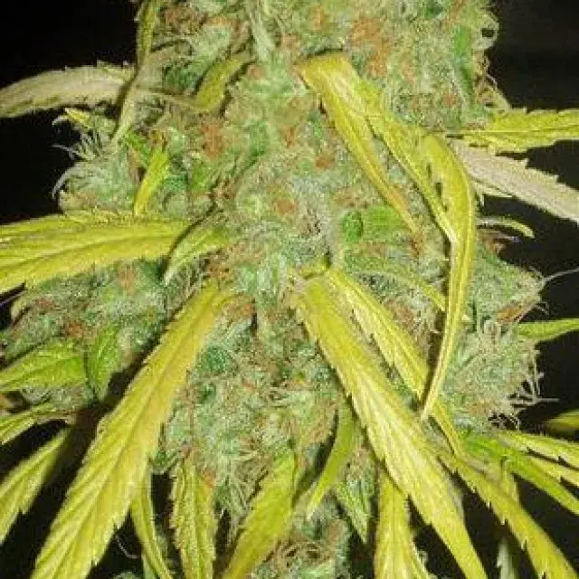 Pineapple Amnesia Feminised Cannabis Seeds | Garden of Green
