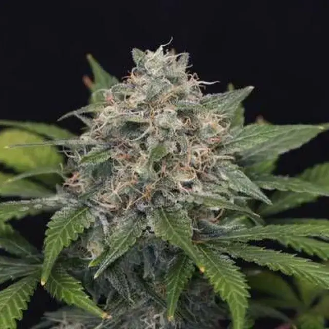 Super Pineapple Haze Feminised Cannabis Seeds | Garden of Green