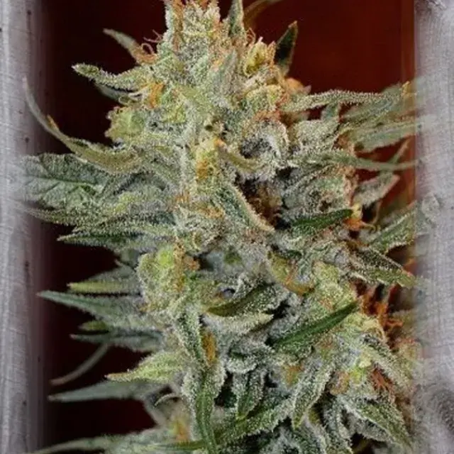 Amnesia Lemon Kush Feminised Cannabis Seeds | Garden of Green