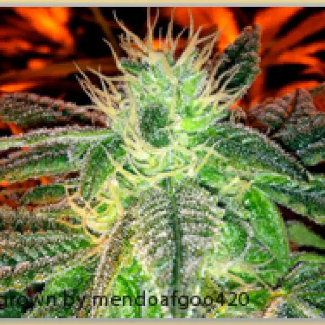 Gage Green 5K Puff Cannabis Seeds