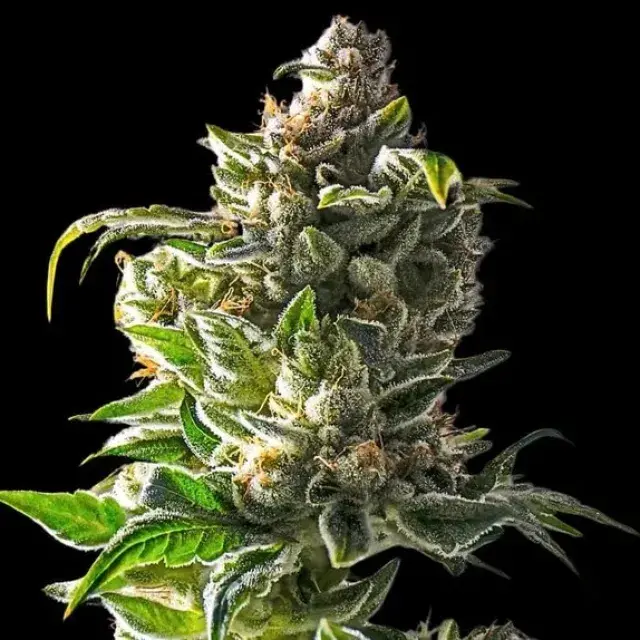 Empire Empire Dragon Cannabis Seeds – Empire Seeds Bank.