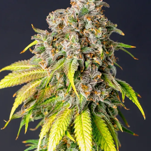 60 Day Grapefruit Auto Feminised Cannabis Seeds - Power Strains
