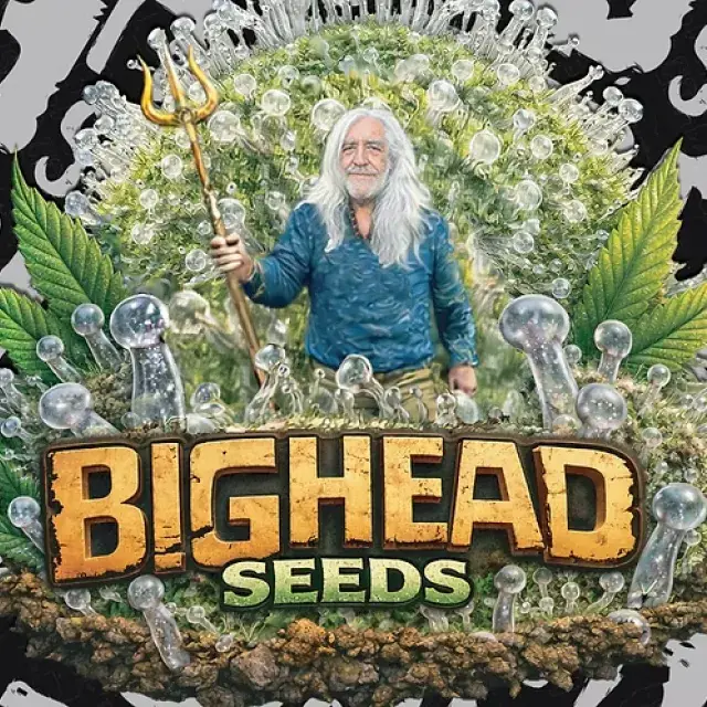 Zookies Triploid Feminised Cannabis Seeds | Big Head Seeds.