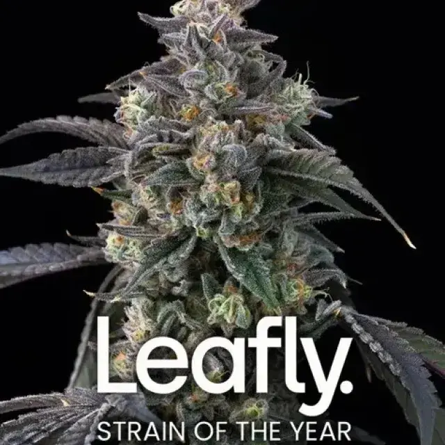 Super Boof Feminised Cannabis Seeds | Barney's Farm.