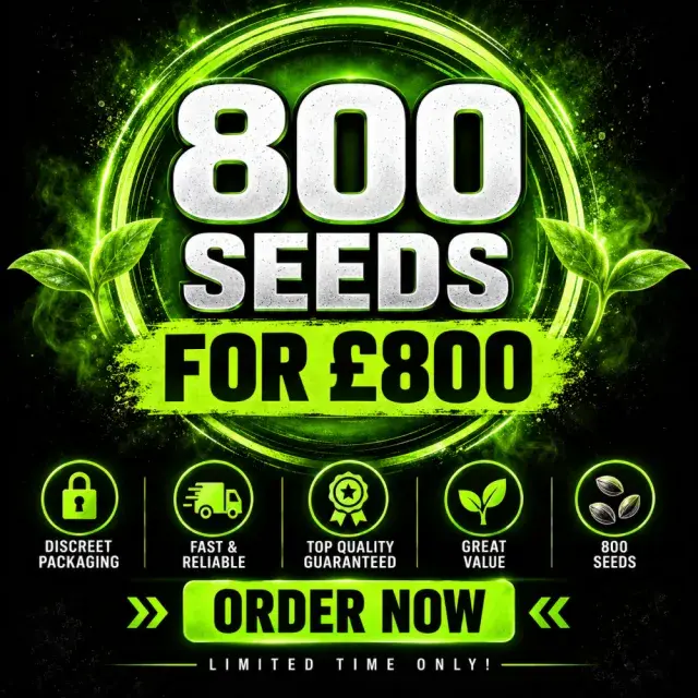 XCLUSIVE CANNABIS SEEDS BULK DEAL 800 SEEDS FOR £800