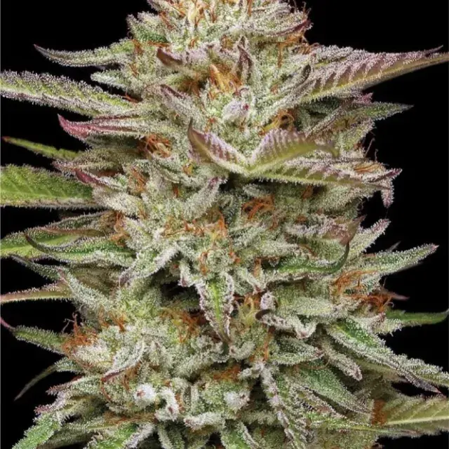  Banana OG Auto Feminised Cannabis Seeds | Humboldt Seeds Organisation