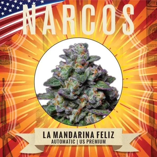  La Mandarina Feliz Auto Feminised Cannabis Seeds - NARCOS Seeds.