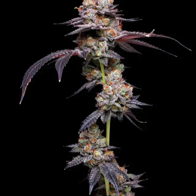 Thin Mint Auto Feminised Cannabis Seeds - Mavericks Seeds.