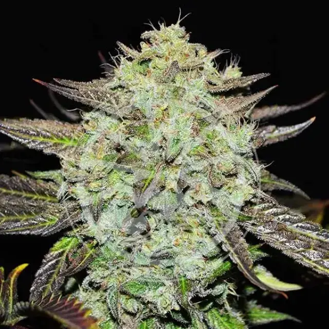 Purple Mango Kush Feminised Cannabis Seeds | Delicious Seeds.